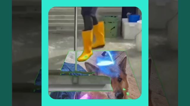 1000056349.mp4 Собака наблюдает за устройством лестницы на 2-ой этаж в доме А-фрейм