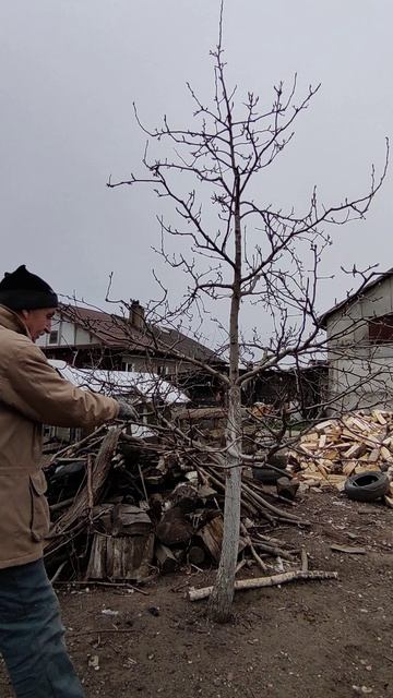 ГРУША, а нужно ли вообще обрезать деревья....