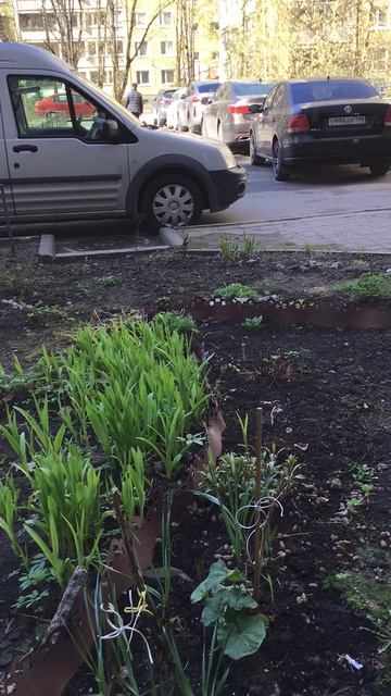 Санкт-Петербург. Проспект Энгелса. 17.04.2026. Цветы у дома. Эпизод 18