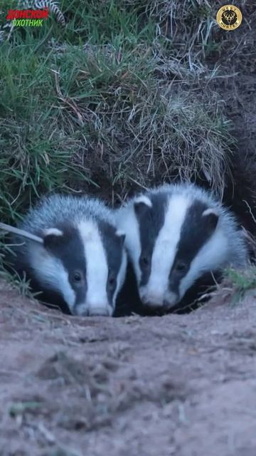 Охота на барсуков -Барсуки проснулись после зимы