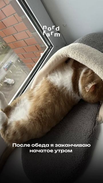 Все хотят такое расписание 