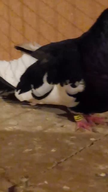 Курский турман