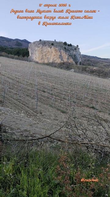 17 апреля 2026 г. Родина вина Мускат белый Красного камня-виноградники вокруг скалы Кизил-Таш #ялта