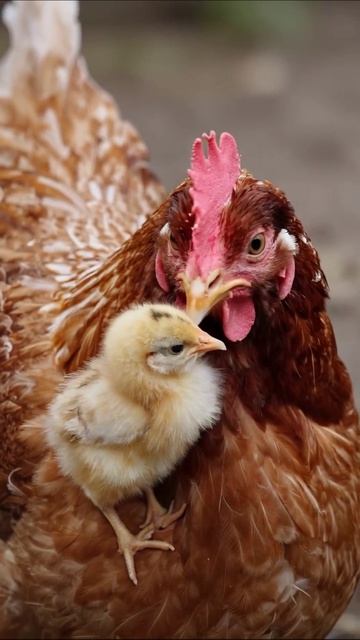 Мама-курица и её цыплёнок: настоящая забота животные курица цыплёнок