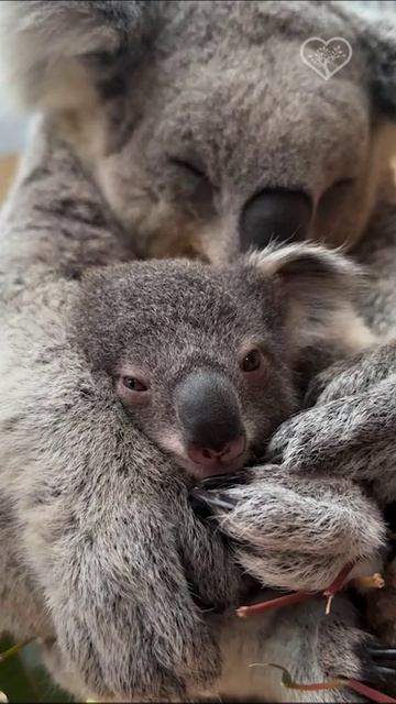 Улеглись спать 