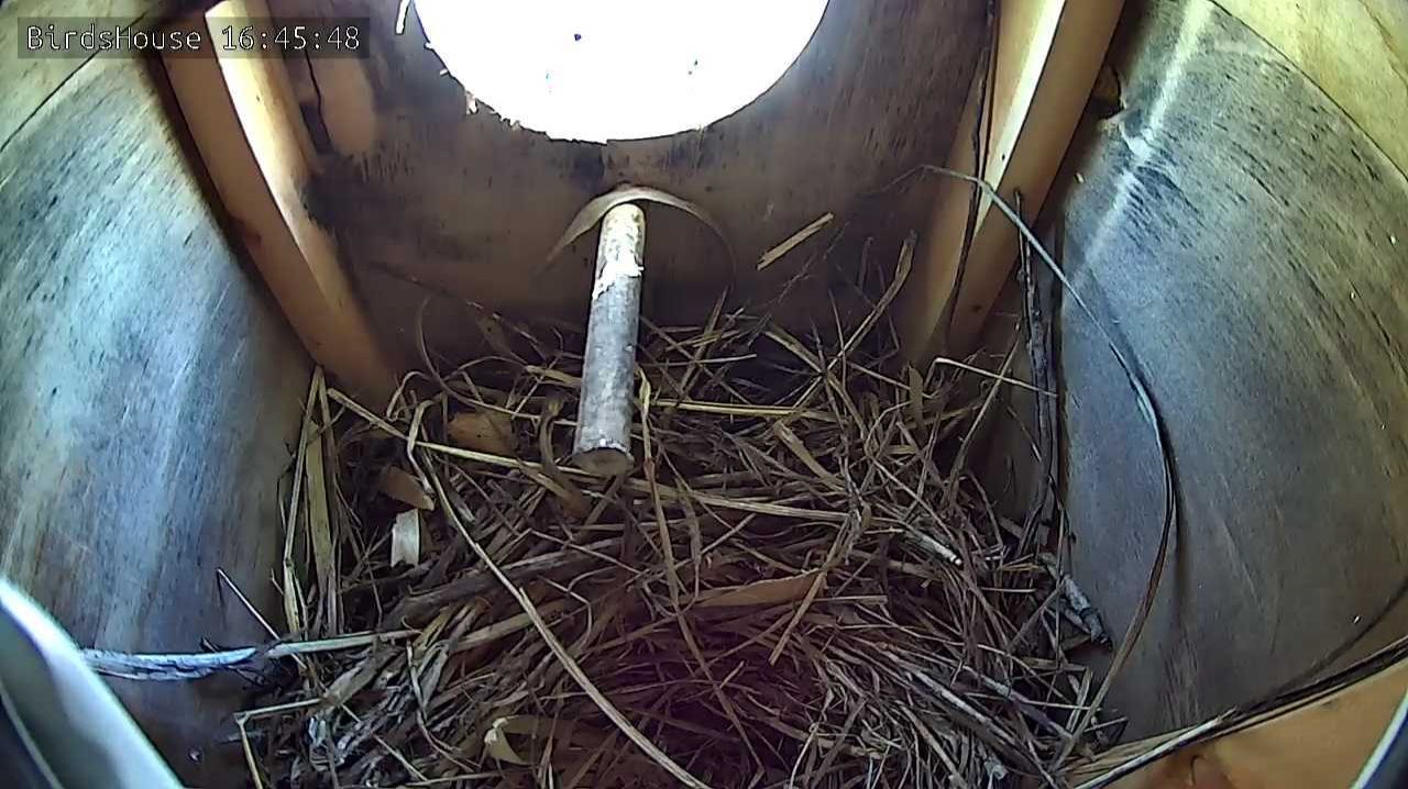 Скворечник - трансляция онлайн