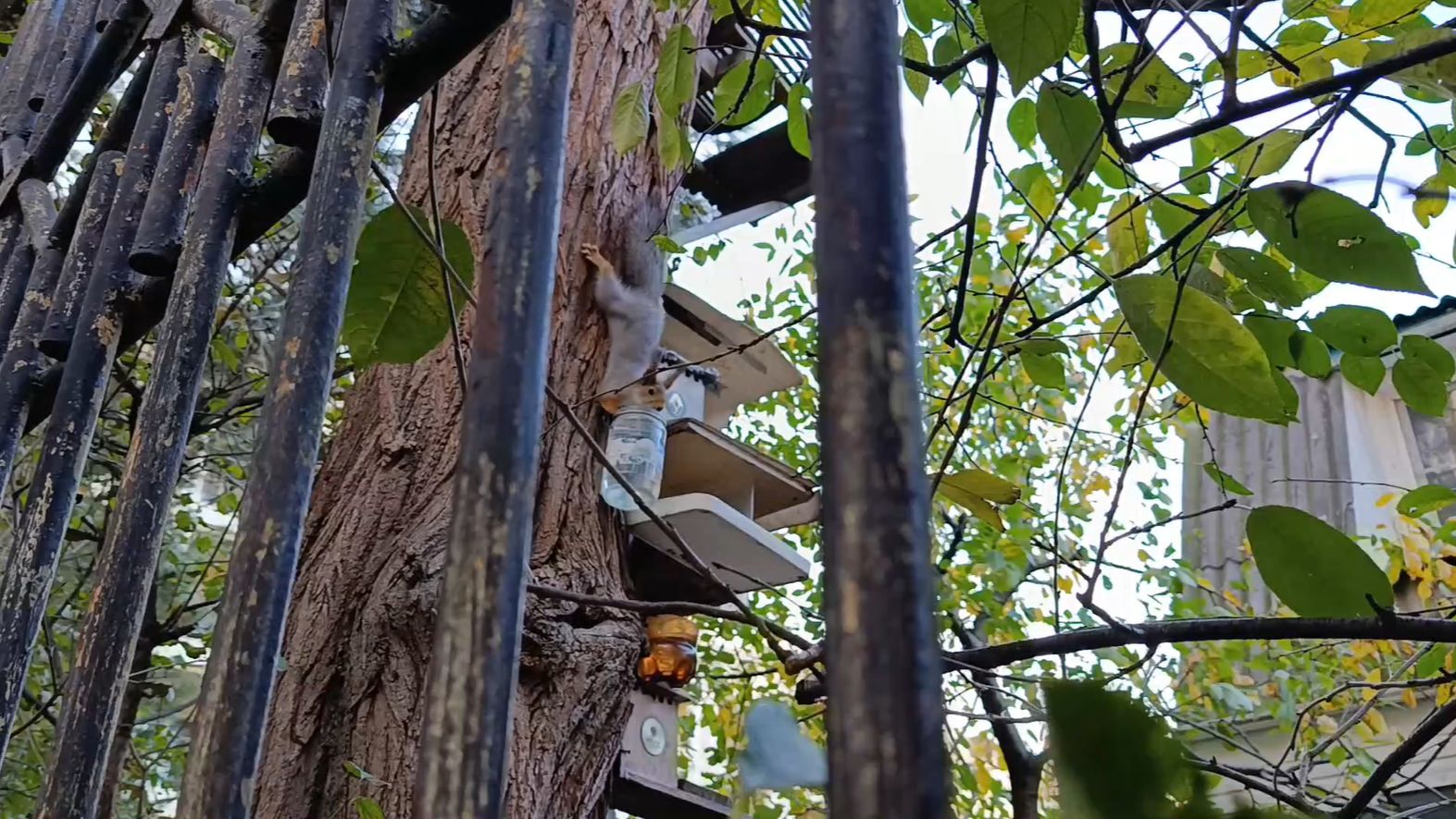 Кормим Белок в Геленджике 29 ноября 2025