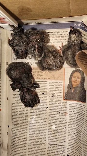 Цыплята труллялята