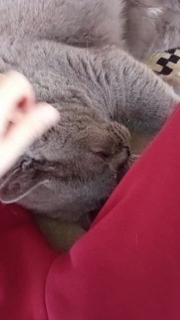 Я и Соня не шип