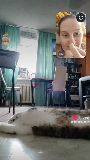 Разговор с котом