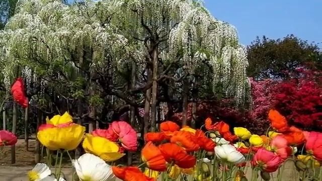 Очень красивый сад любви. Видео и песня.