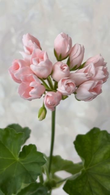 ДНР. Харцызск. 17.04.2026. Цветы у дома.Цветение черенка тюльпановидной пеларгонии Эмма Фран Бенгсбо