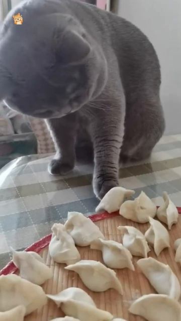 Это же мой размерчик!Веселые котики. Коты хулиганы! Невероятные трюки! кот хулиган трюк Short