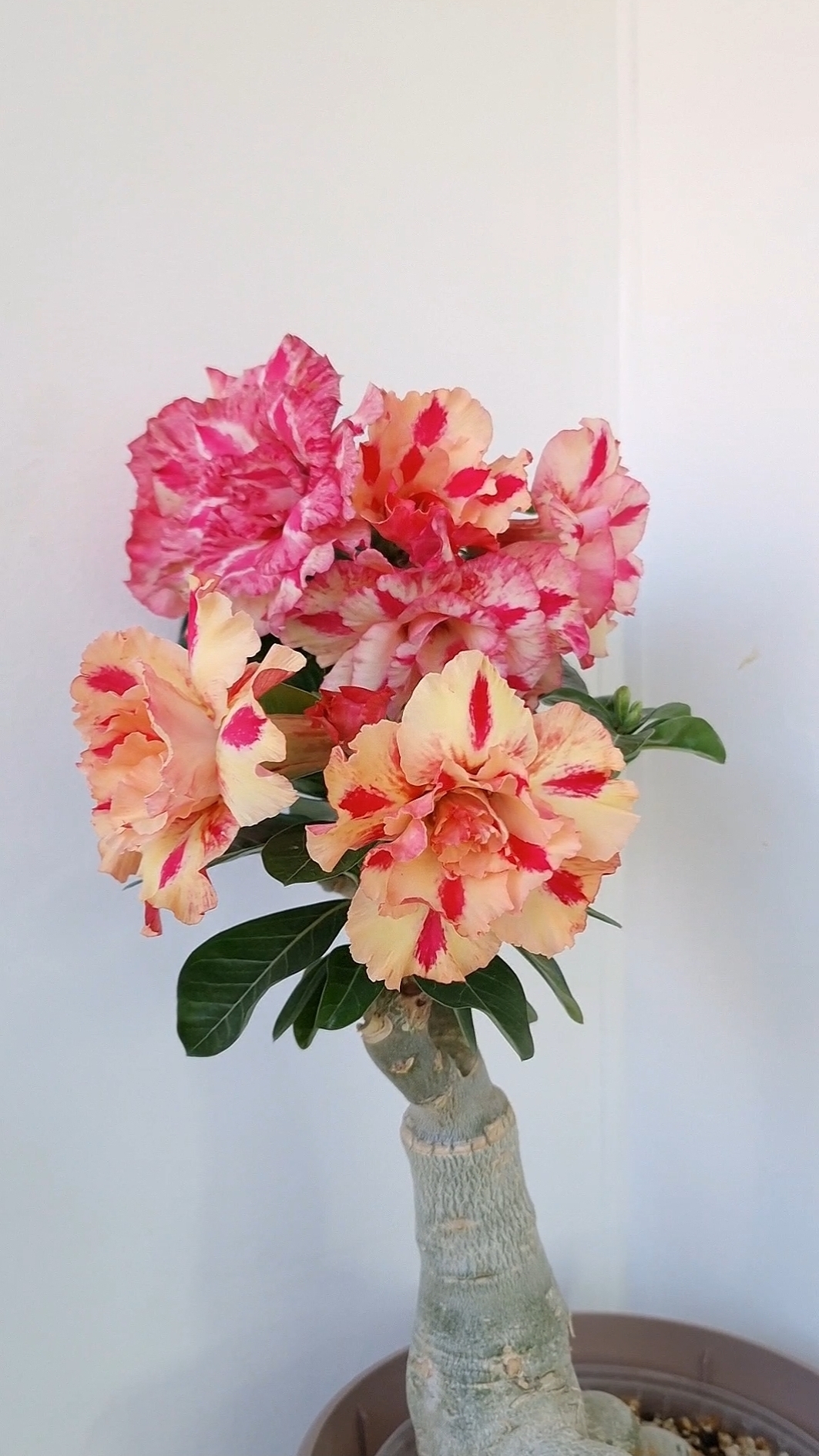 Мечта бабочкиButterfly Dream. Хамелеонит-это ли не чудо!