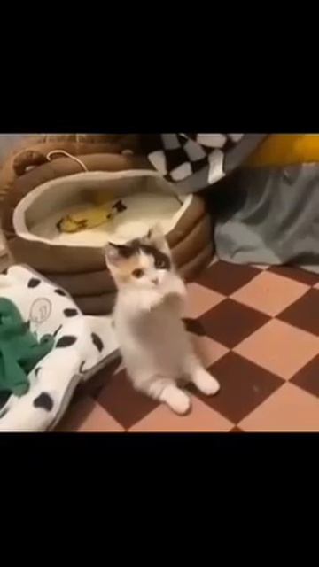 Клип Meowtaverse