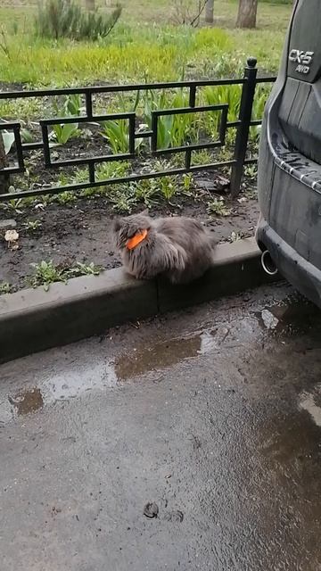 Кнопа. Любит погулять.