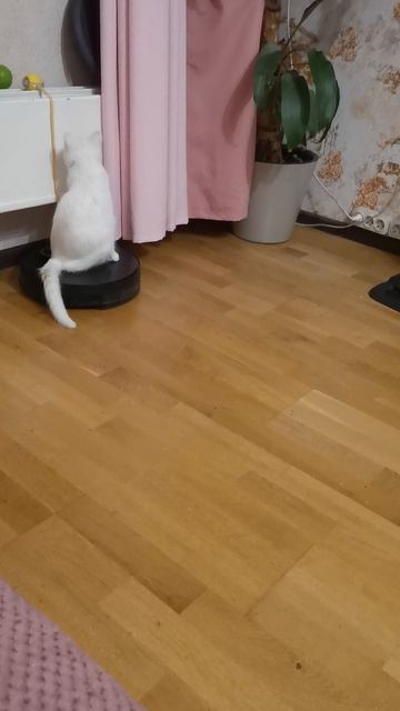 VID_20251208_074101.mp4