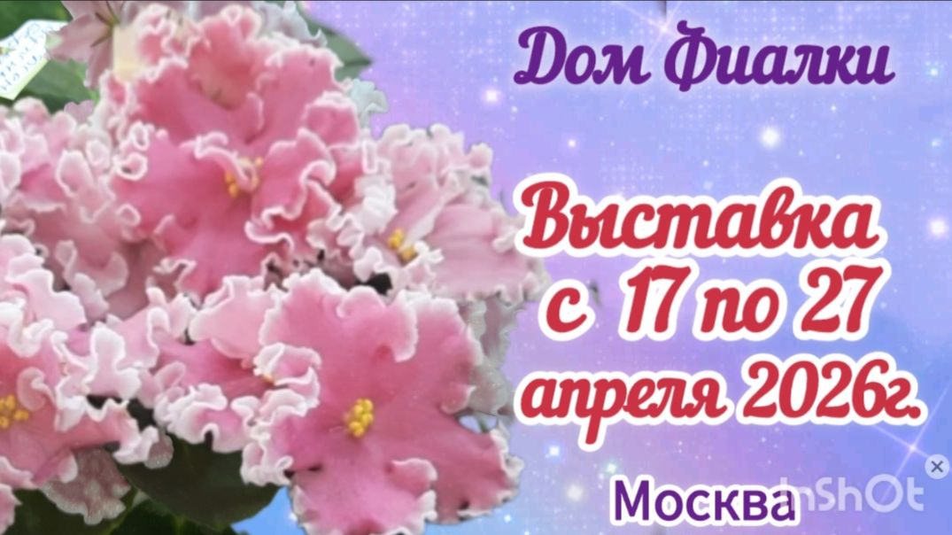 ФИАЛКИ. Выставка  с 17-27 апреля 2026г. Весенний подарок. Дом Фиалки г.Москва
