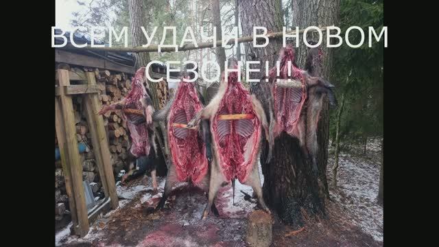 ЛУЧШИЕ МОМЕНТЫ ОХОТЫ