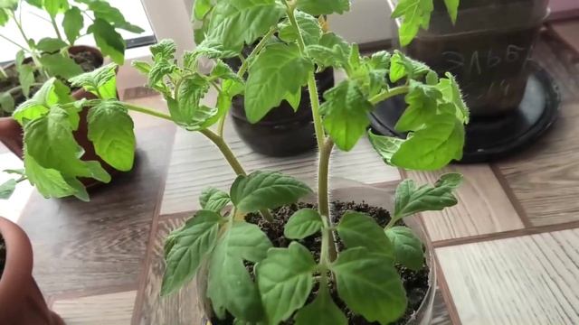 Рассаде помидоров месяц