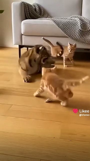 Тигры любят котов
коты произошли от тигров