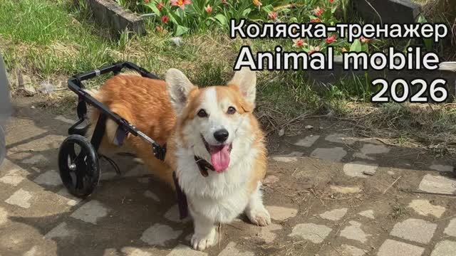 Коляска-тренажер для собак