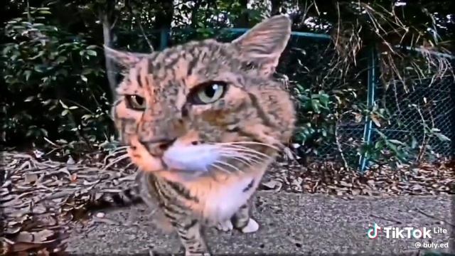 эдит про носка