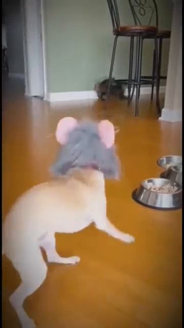 СОБАКА  В  МАСКЕ 2 