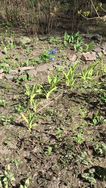 Санкт-Петербург. Проспект Энгелса. 17.04.2026. Цветы у дома. Эпизод 2