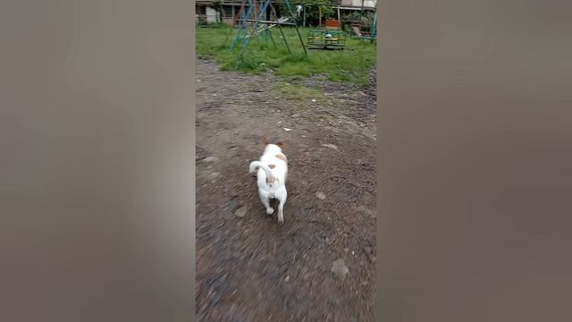 гуляю с собакой часть 1.