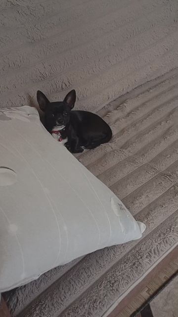 Арчи,отдых после еды