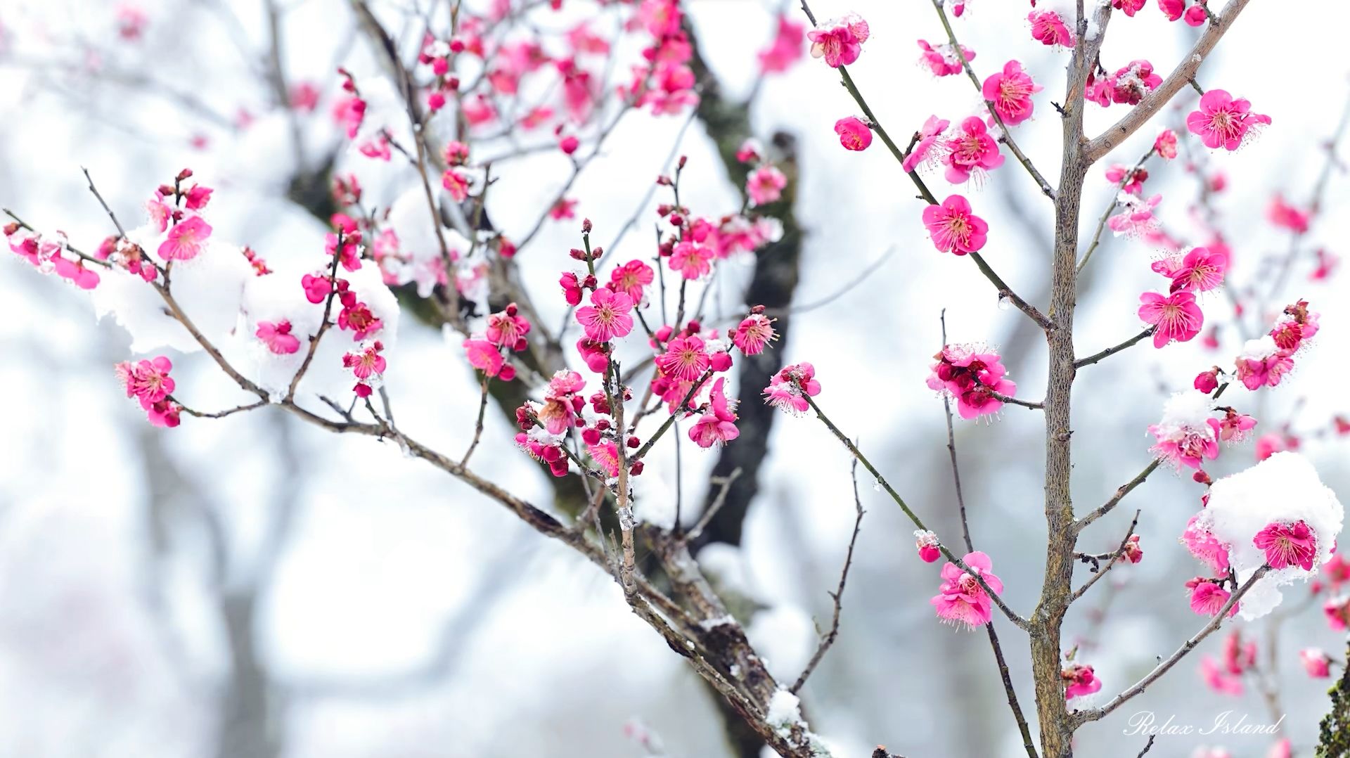  ВЕСЕННЯЯ РАССЛАБЛЯЮЩАЯ МУЗЫКА ДЛЯ ДУШИ  НЕЖНАЯ НЕВЕРОЯТНО КРАСИВАЯ УСПОКАИВАЮЩАЯ МУЗЫКА ДЛЯ СНА