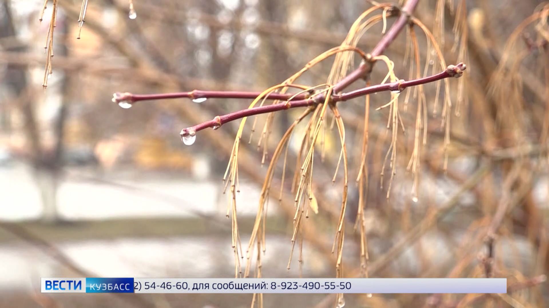 Зима идёт на Кузбасс: сильные снегопады накрыли Новосибирск и Томск