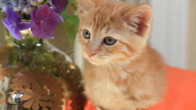 Orange Is The New Black Cute Kitten Parody