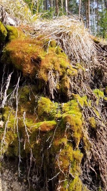 Лесная прогулка в Белокурихе Алтай