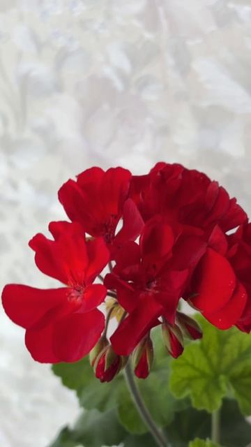 ДНР. Харцызск. 17.04.2026. Цветы у дома. Это просто красивая пеларгония безымянная за красота