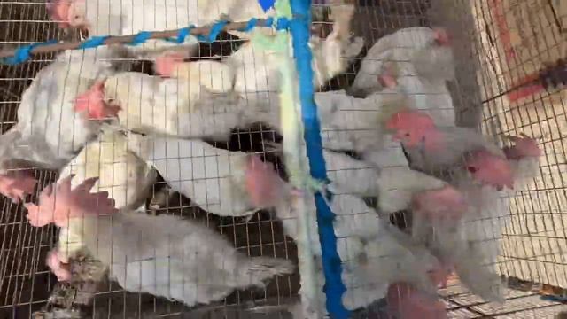 хоразим хазарасп парранда бозор нархлари