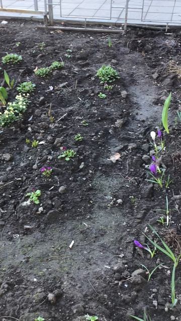 Санкт-Петербург. Проспект Энгелса. 17.04.2026. Цветы у дома. Эпизод 17