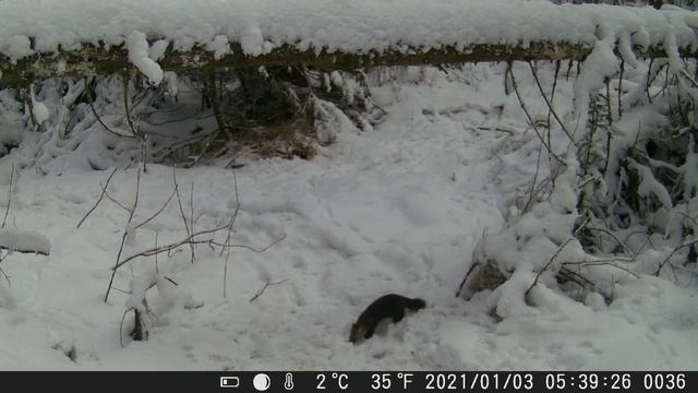 Видео от Красноярская тайга. Фотоловушки