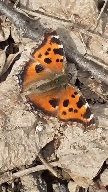 Многоцветница чёрно-рыжая или многоцветница восточная Nymphalis Xanthomelas