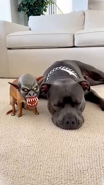 СОБАКА  В  МАСКЕ 