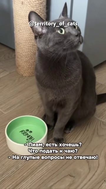 Лиам есть хочешь? Что подать к чаю? На глупые вопросы не отвечаю! кошки смешныекошки