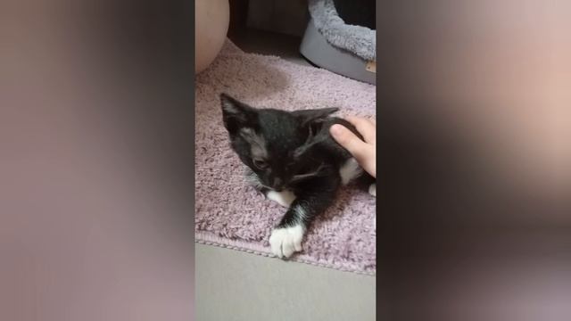 глажу кота.