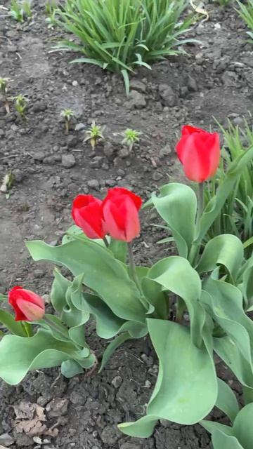 ДНР. Харцызск. 18.04.2026. Цветы у дома. Тюльпаны. Эпизод 4