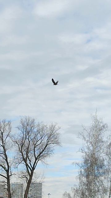 Крылья коршуна!