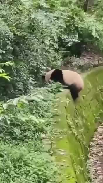 Милые видео животные