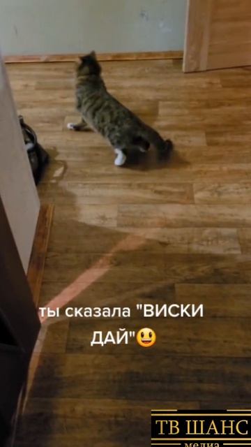 ВИСКиАС...  кошка кот киса киска котяра виски вискас пьяный бухать пьяница пьянь лапы