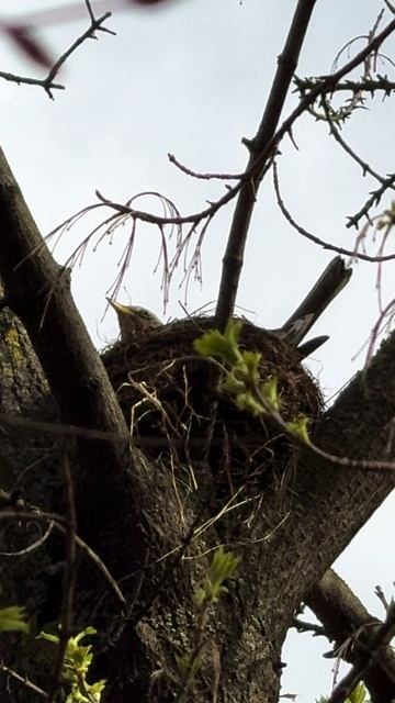 Середина весны в Москве: дрозды высиживают яйца!   #birdwatching #birds #birding