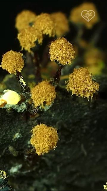 Metatrichia Floriformis  крошечный но очень распространенный слизистый гриб.
