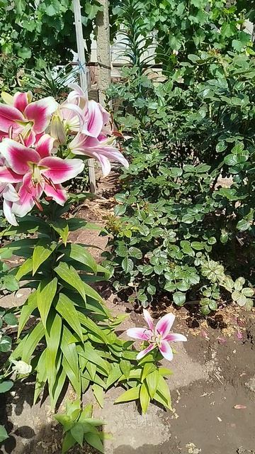 Лилия ОТ гибрид Канди Клуб.